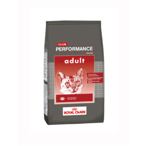 Performance adulto gato